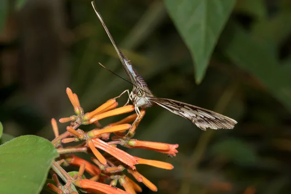 a brown falter with wide open wings sitting on a tropical flower head photographed in a tropical greenhouse with macro lens