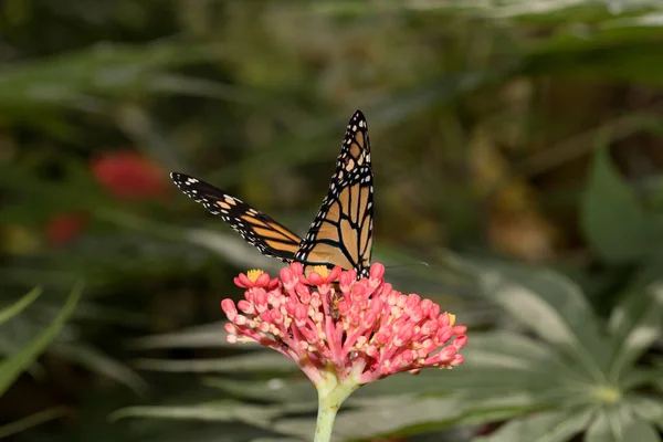 yan ve ön görünüm bir hükümdar kafasına bir tropikal kırmızı çiçek makro lens ile tropikal bir sera içinde fotoğraflandı oturan titremek