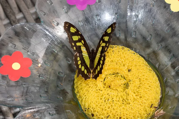 makro lens ile tropikal bir sera içinde fotoğraflandı yarım açık kanatlı bir malachit falter üstten görünüm