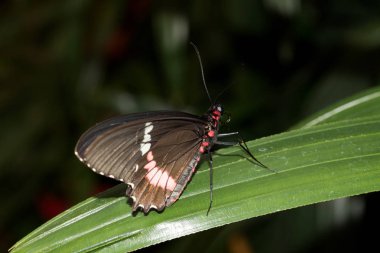 üzerindeki yeşil yaprak makro lens ile tropikal bir sera içinde fotoğraflandı kapalı kanatlı oturan küçük bir postacı kelebek yakın çekim