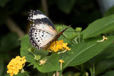 Arkadan Görünüş ve makro lens ile tropikal bir sera içinde fotoğraflandı sarı çiçek başında oturan yarım açık kanatlı bir leopar net falter yakın çekim