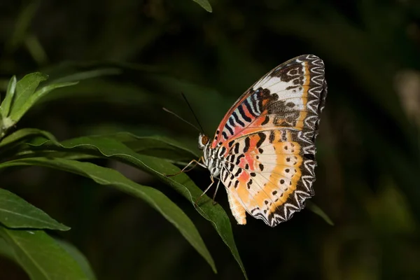 マクロレンズで熱帯温室で撮影した緑の葉の上に座って閉じた翼を持つ豹ネットつまずくの側面図 — ストック写真