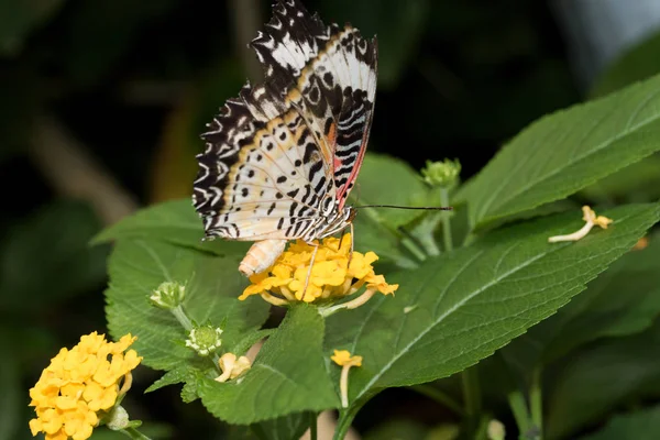 Side View Leopard Net Falter Closed Wings Sitting Yellow Blossom — Stock Photo, Image