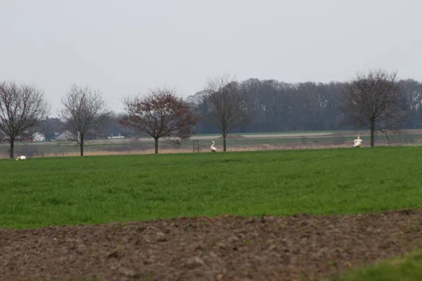 Une Prairie Naturelle Paysage Avec Trois Cygnes Horizon Photographiés Lors — Photo