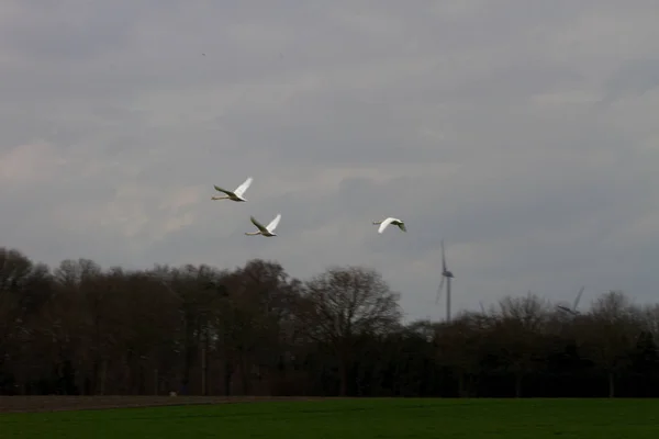 広角レンズで北西ドイツの自然の中を散歩中に撮影した空に飛んで 羽の白鳥 — ストック写真