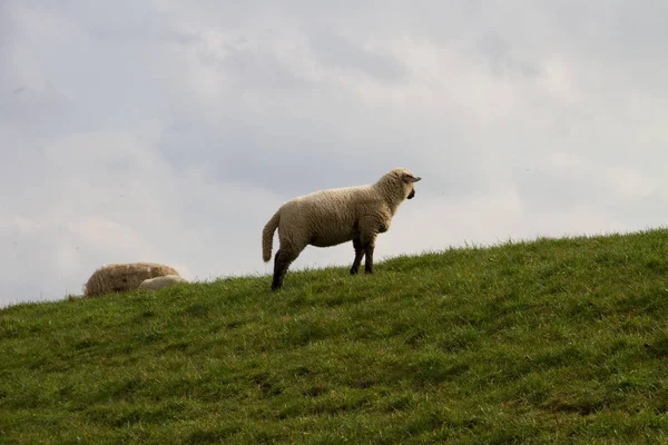 広角レンズで北西ドイツの自然の中を散歩中に撮影した草地に白い小さな羊立っています — ストック写真
