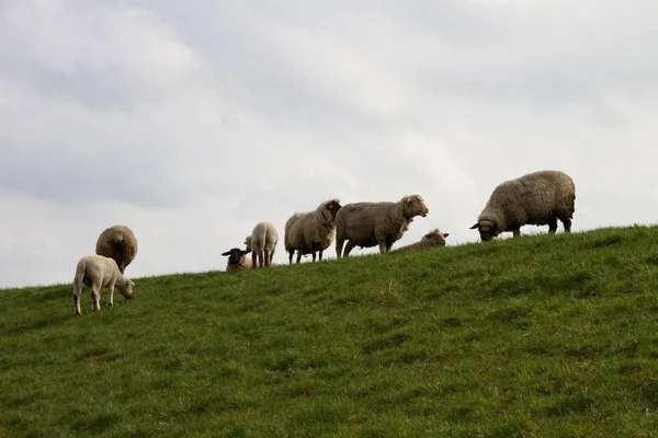 a group of sheeps standing on the grassland and feeding grass photographed during a walk in the nature of the north west of germany with wide angle lens