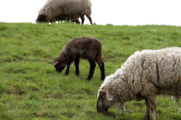 Duas Ovelhas Brancas Cordeiro Marrom Alimentando Grama Fotografada Durante Passeio — Fotografia de Stock