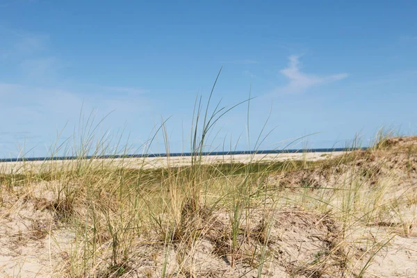 Visa Gräset Stiger Den Blå Himlen Norra Havet Borkum Tyskland — Stockfoto