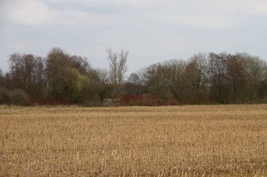 ağaçlar arka plan ve bulutlu gökyüzü yukarıdaki Almanya batısında Kuzey geniş açı lens ile doğada yürüyüş sırasında fotoğraflandı mowed alanıyla