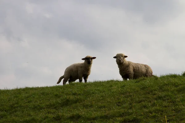 広角レンズで北西ドイツで自然の中を散歩中に撮影曇り空と草原の丘の上の つの羊を表示します — ストック写真