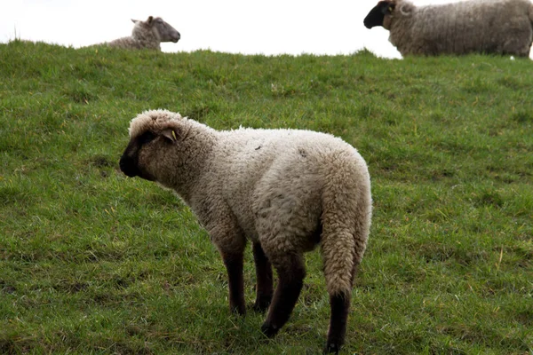 ビューと広角レンズで北西ドイツで自然の中を散歩中に撮影した草地に白い羊のクローズ アップ — ストック写真
