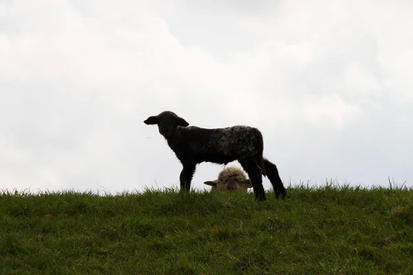 Almanya batısında Kuzey geniş açı lens ile doğada yürüyüş sırasında fotoğraflandı bir otlak tepe üzerinde duran bir kahverengi kuzu