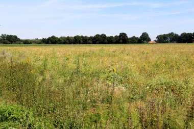 geniş açılı lens ile Cloppenburg Almanya'nın doğada ve çevresinde bir gezi yürüyüşü sırasında fotoğraflanan doğal bir manzara üzerinde mavi gökyüzü