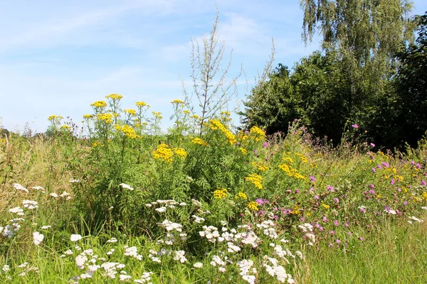 geniş açılı lens ile Cloppenburg Almanya'nın doğada ve çevresinde bir gezi yürüyüşü sırasında fotoğraflanan yukarıda mavi gökyüzü ile bir alanda sarı bir yabani çiçekler görünümü