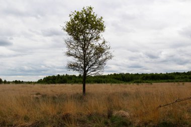 geniş açılı lens ile lathen Almanya'nın doğada ve çevresinde bir gezi yürüyüşü sırasında çapraz fotoğraflandı ortasında bir ağaç ile doğal bir manzara görünümü