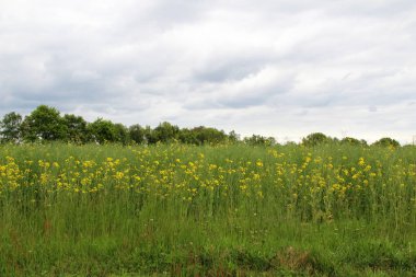 Arka planda ağaçlarla dolu bir tecavüz sahasının geniş görüşü ve geniş açılı mercekle çevrelenmiş Almanya 'nın doğasını gezerken ve etrafını dolaşırken çaprazlama çekilmiş çok bulutlu bir gökyüzü.