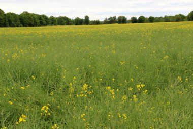 geniş açılı lens ile lathen Almanya'nın doğada ve çevresinde bir gezi yürüyüşü sırasında çapraz fotoğraflandı arka planda ağaçlar ile bir tecavüz alanında daha yakın görünümü