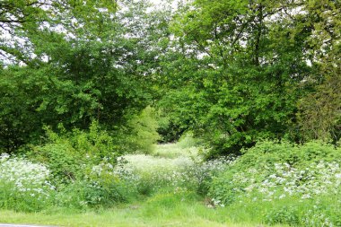 geniş açılı lens ile lathen Almanya'nın doğada ve çevresinde bir gezi yürüyüşü sırasında fotoğraflanan çapraz ağaçlar ve bitkiler ile bir manzara görünümü