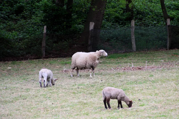 Nézd Fehér Juhok Két Kis Bárányok Mező Keresztben Fényképezett Természet — Stock Fotó