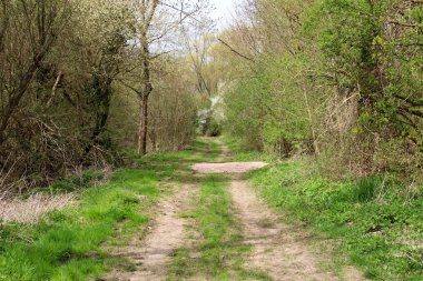 stadecken-elsheim Almanya geniş açı lens ile gezi turu sırasında görünüm ahşap stadecken-elsheim Almanya ve çevresindeki bir patika üzerinde fotoğrafı