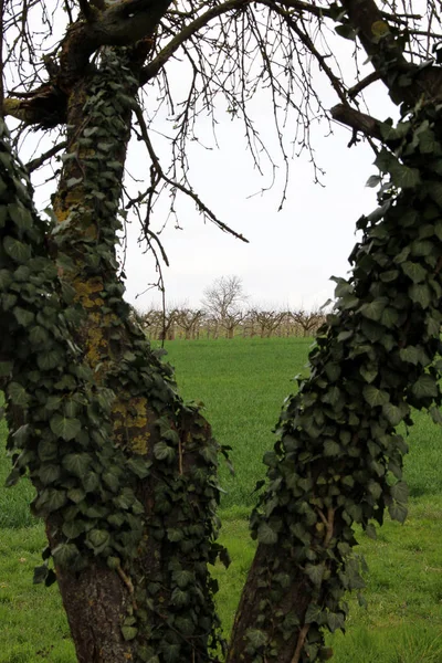 Blick Durch Äste Auf Die Naturlandschaft Stadecken Elsheim Und Umgebung — Stockfoto