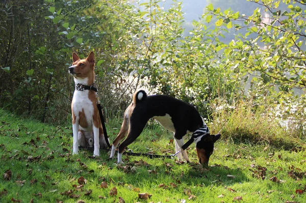 a two-tone and a tri-color basenji dog sitting and standing on the grass area in meppen emsland germany photographed in crosswise