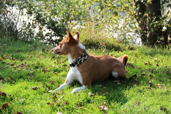 Ein Zweifarbiger Basenji Hund Liegt Auf Einer Grasfläche Meppen Emsland — Stockfoto