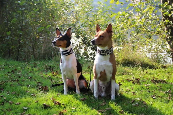 a two-tone and a tri-color basenji dog sitting on the grass area looking aside in meppen emsland germany photographed in crosswise