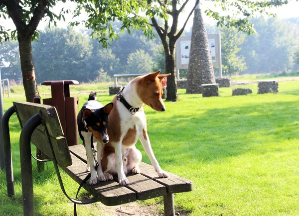 Dwukolorowe Podłość Trójkolorowy Pies Siedząc Stojąc Drewnianym Bank Mieście Meppen Obrazek Stockowy