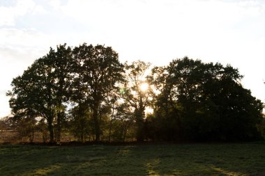 güneş ışığı meppen emsland ağaçlarda aracılığıyla kuzey batısında Almanya şehir meppen çevreleyen içinde sightseein bir tur sırasında Almanya fotoğrafı