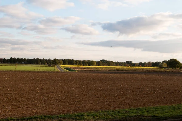 Vue Sur Champ Labouré Avec Champ Raps Horizon Dans Meppen — Photo