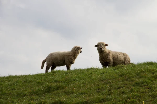ウィンタースウェイク オランダの曇り空の下草原の丘の上に立っている つの白い羊エムスラント ドイツ Rhede エムスラント ドイツ観光ツアー中に撮影 — ストック写真