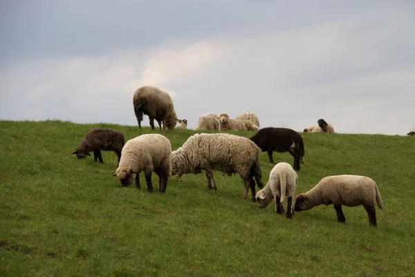 Grupa Owce Karmienia Trawy Przy Zachmurzonym Niebie Rhede Emsland Niemcy Zdjęcia Stockowe bez tantiem