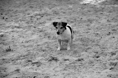 üç renk jack russel meppen emsland Almanya kuma kürsüye korkunç bir yürüyüş ve doğa sırasında fotoğraflandı
