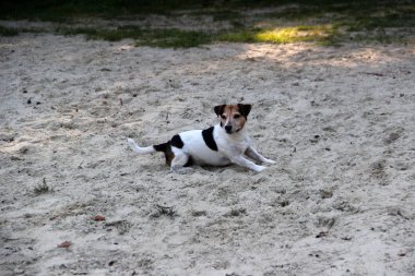 üç renk jack russel terrier ly meppen emsland Almanya'da kum üzerinde doğada yürüyüş sırasında fotoğraflandı