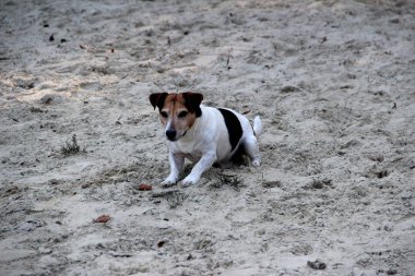 üç renk daha yakından görünüm jack russel terrier ly meppen emsland Almanya'da kum üzerinde doğada yürüyüş sırasında fotoğraflandı
