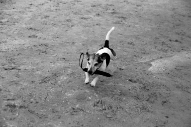 üç renk üzerinde önden görünüm jack russel terrier ly meppen emsland Almanya'da kum üzerinde doğada yürüyüş sırasında fotoğraflandı