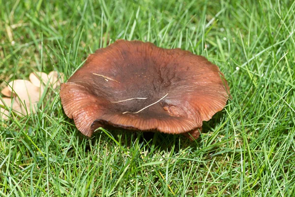 Bir Mantar Niederlangen Emsland Almanya Çapraz Yağmurlu Bir Sonbahar Gününde — Stok fotoğraf