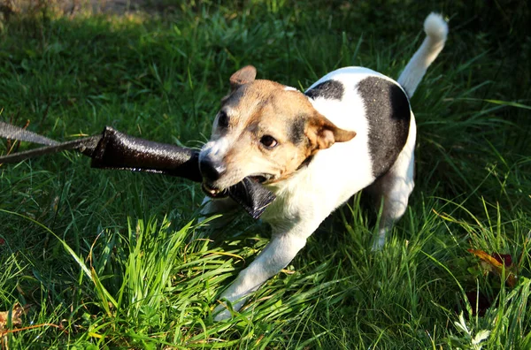 Zbliżenie Kolor Tri Jack Russel Terier Stojący Łąkę Emsland Meppen — Zdjęcie stockowe