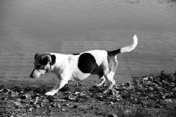 Más Cerca Vista Lateral Tri Color Jack Russel Terrier Pie —  Fotos de Stock