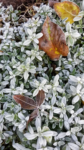 Frost on leaves and plants on a cold winter day in the district emsland germany photographed during a sightseeing tour in crosswise