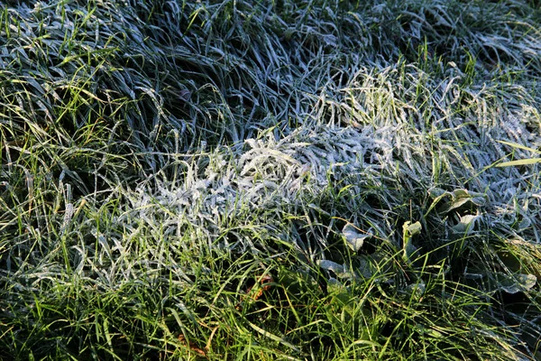 close up of frost on a grass area on a cold winter day in the district emsland germany photographed during a sightseeing tour in crosswise