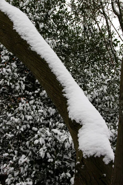 Śnieg Pniu Drzewa Gałęzie Ogrodzie Chłodne Zimowe Wieczory Powiecie Emsland — Zdjęcie stockowe
