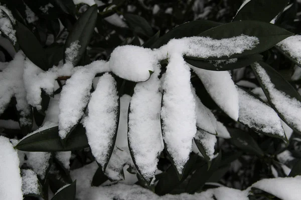 çapraz bir gezi tur sırasında Almanya fotoğraflandı bölge emsland bir soğuk kış gününde bahçede kar üzerinde koyu yeşil yaprakları