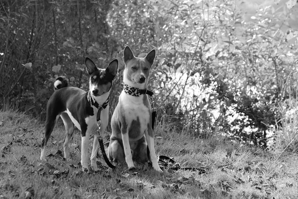 A tri color basenji standing next to a sitting two tone basenji on a grass area in a natural landscape in meppen emsland niedersachsen germany photographed in black and white and crosswise during a walk in the nature