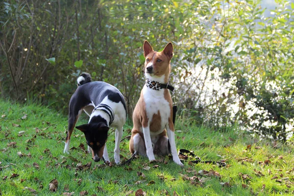 Tri Barvy Basenji Stojící Vedle Sedí Dva Tón Basenji Travnaté — Stock fotografie