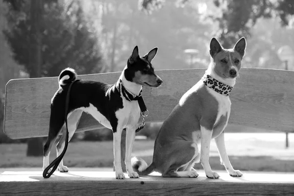 side view of a tri color basenji standing next to a sitting two tone basenji in a natural landscape in meppen emsland niedersachsen germany photographed in black and white and crosswise during a walk in the nature