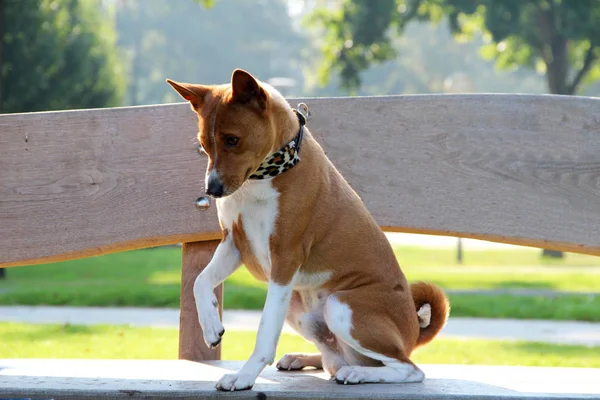 Vista Frontal Lateral Basenji Dois Tons Sentado Banco Madeira Levantando Imagens Royalty-Free