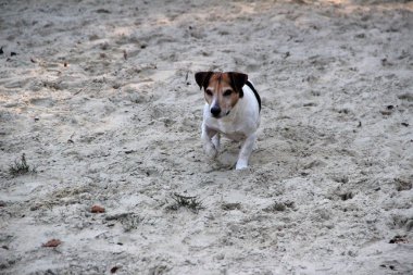 Önden Görünümü üç renk jack russell terrier uzakta meppen emsland Almanya'da seyir kum boyunca çalışan
